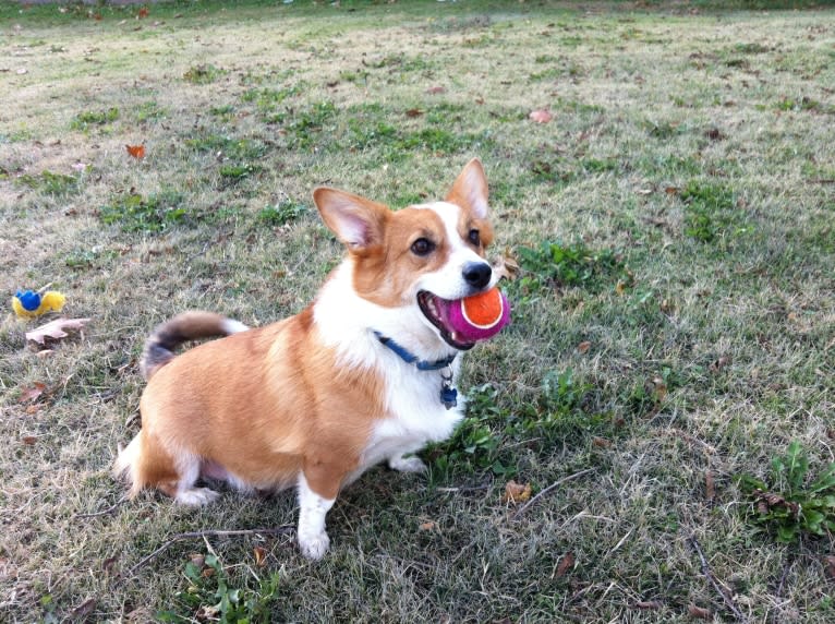 Wizard, a Pembroke Welsh Corgi and Border Collie mix tested with EmbarkVet.com