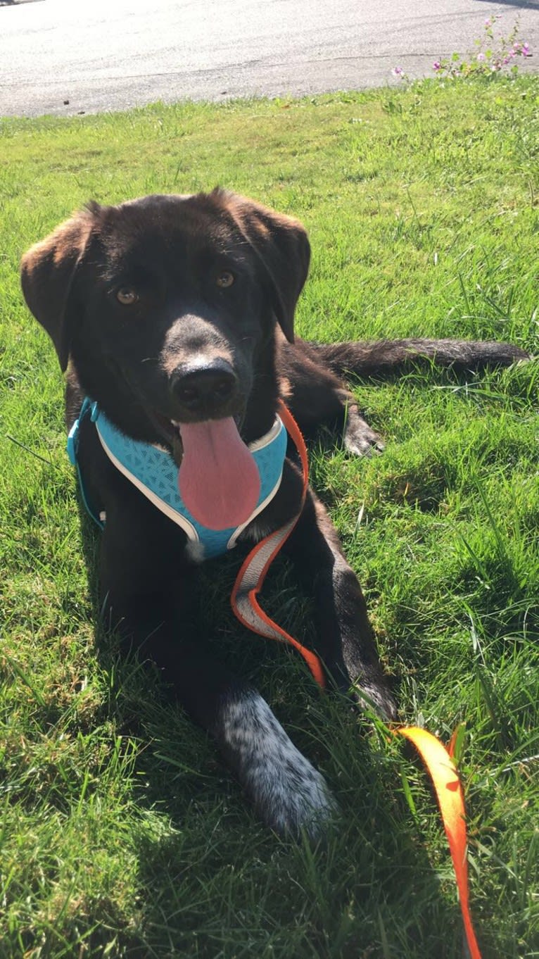 Guinness, a Labrador Retriever and Australian Cattle Dog mix tested with EmbarkVet.com