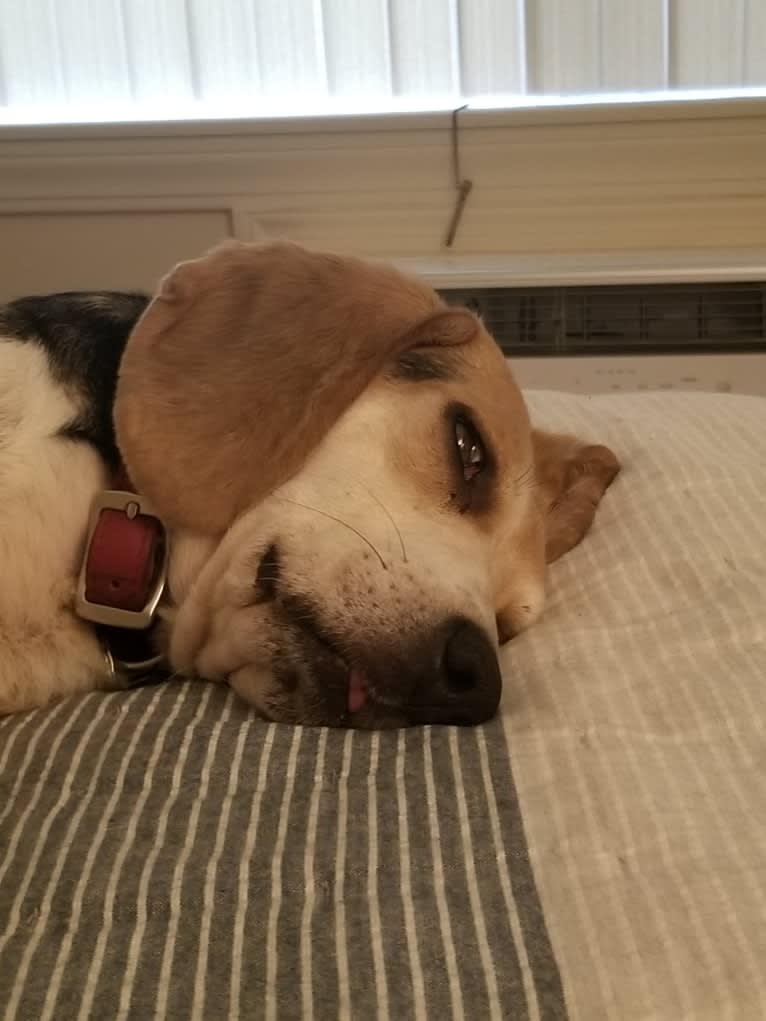 Frankie, a Beagle tested with EmbarkVet.com