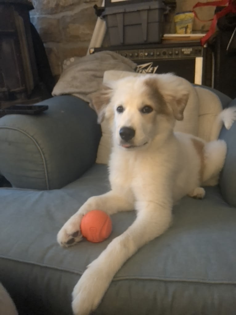 Lola, a Great Pyrenees and Australian Cattle Dog mix tested with EmbarkVet.com