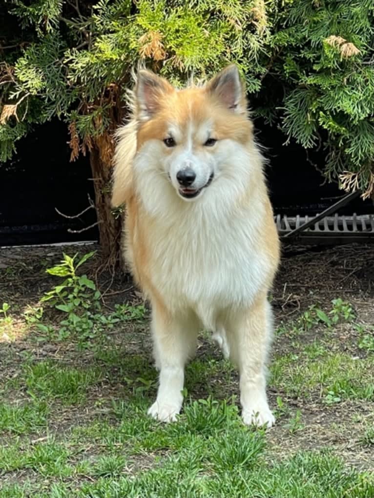 George, an Icelandic Sheepdog tested with EmbarkVet.com