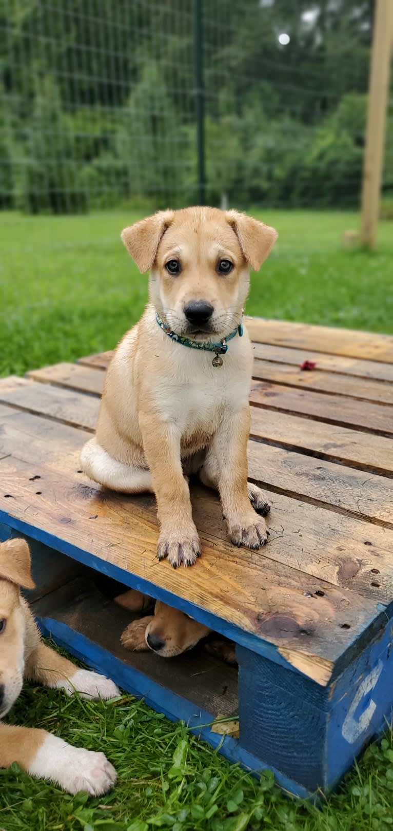 Bones, a Carolina Dog tested with EmbarkVet.com