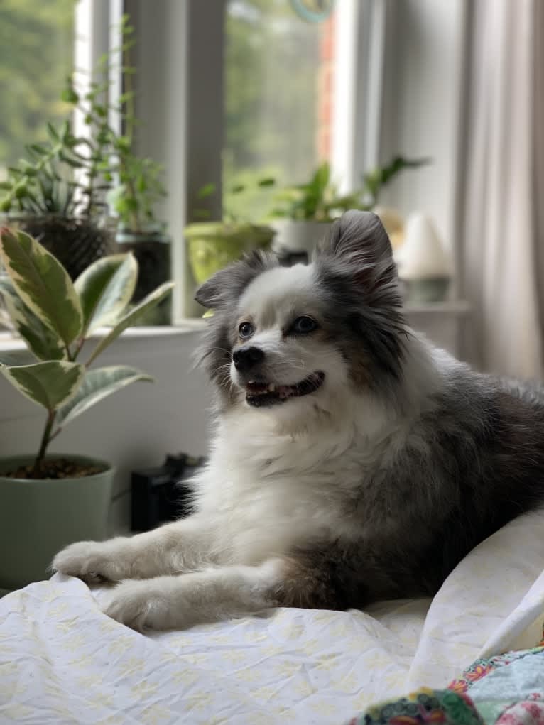 Bentley, an Australian Shepherd tested with EmbarkVet.com