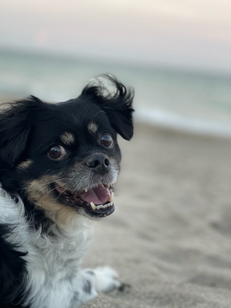 Gizmo, a Pekingese and Rat Terrier mix tested with EmbarkVet.com