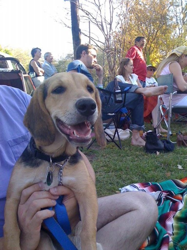 Polly, a Basset Hound and Weimaraner mix tested with EmbarkVet.com