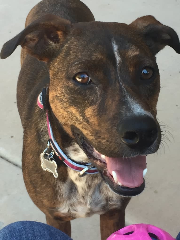Autumn, a Boxer and Australian Cattle Dog mix tested with EmbarkVet.com