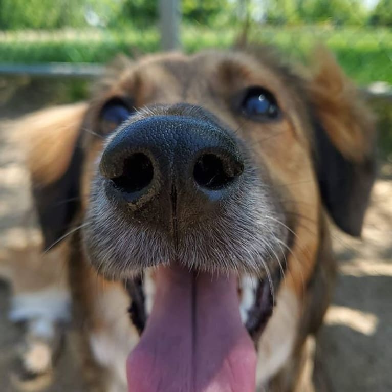 Amber, an European Village Dog tested with EmbarkVet.com