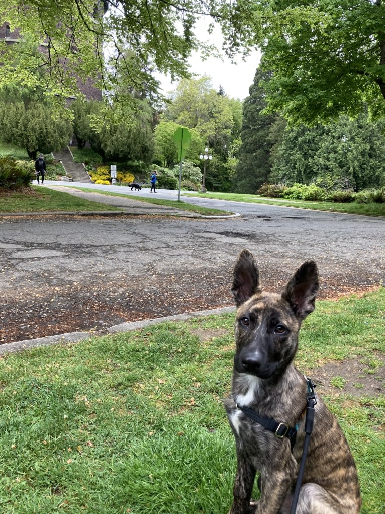 Pepper, a German Shepherd Dog and American Pit Bull Terrier mix tested with EmbarkVet.com