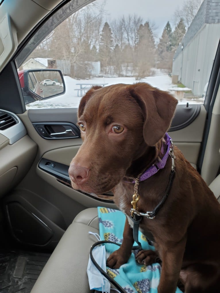 SADIE, an American Pit Bull Terrier and Boxer mix tested with EmbarkVet.com