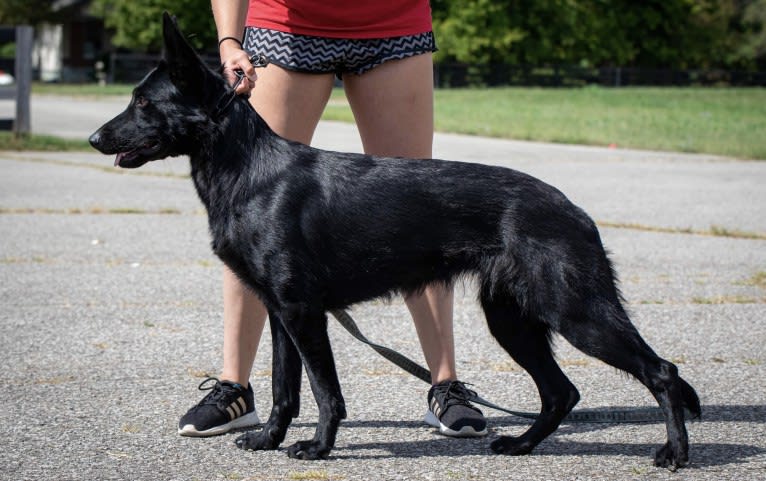 Jetta, a German Shepherd Dog tested with EmbarkVet.com