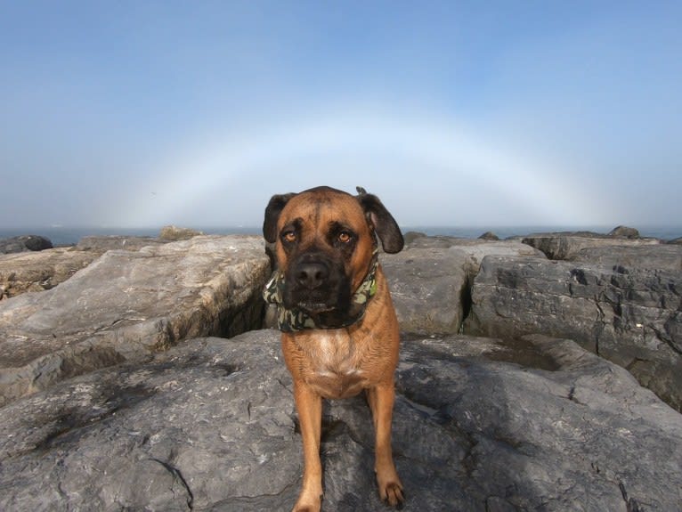 Zeus, a Boxer and American Pit Bull Terrier mix tested with EmbarkVet.com