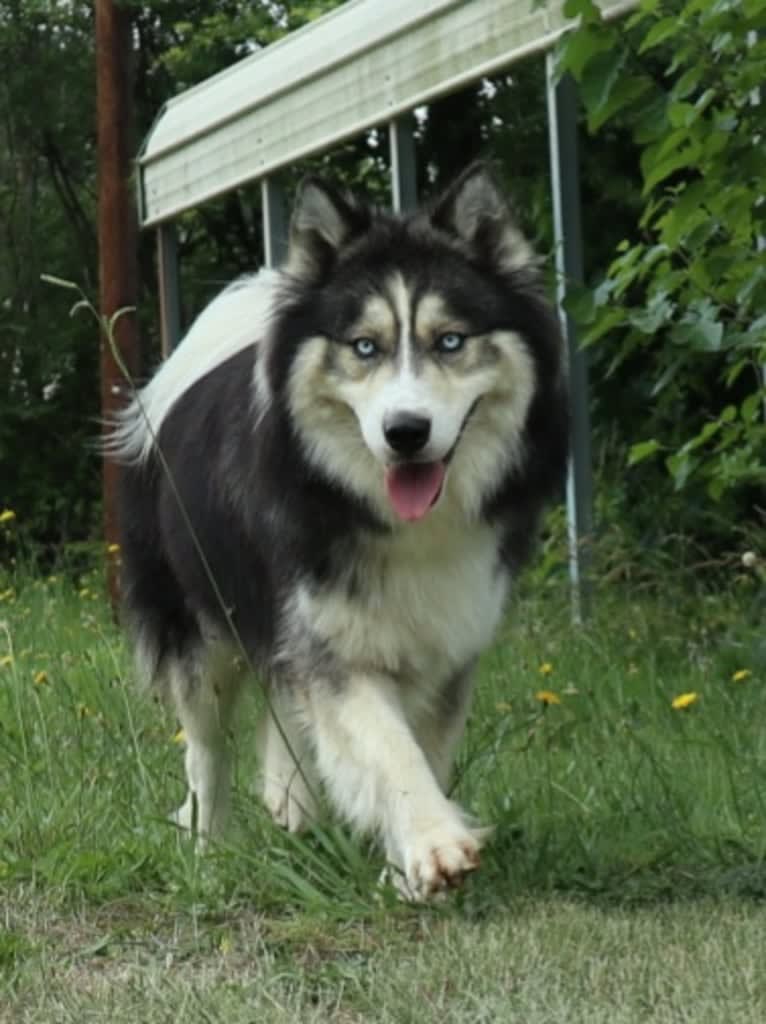 Iroh, a Siberian Husky tested with EmbarkVet.com