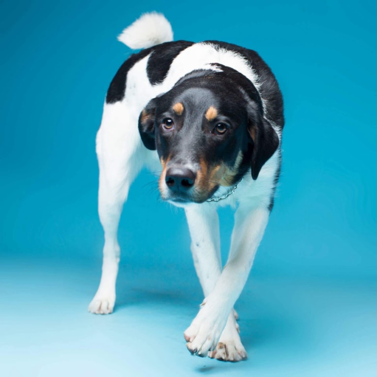 Toby, an Australian Cattle Dog and Labrador Retriever mix tested with EmbarkVet.com