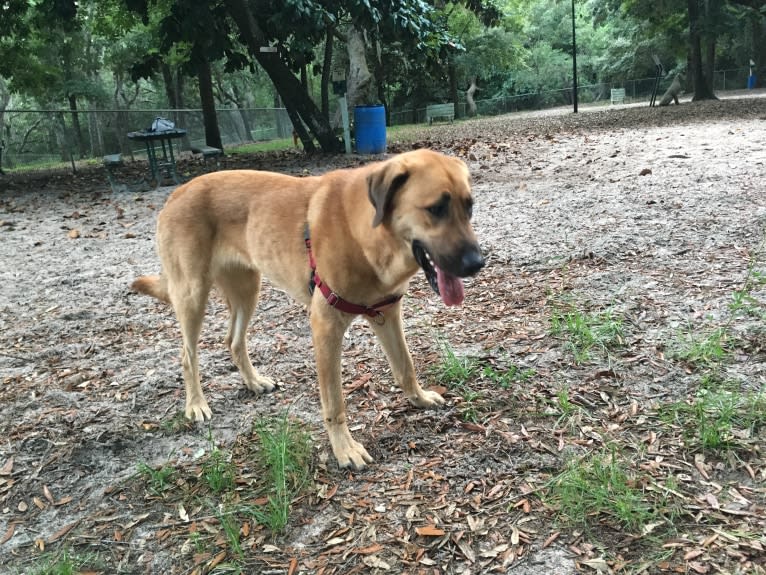 Ella, an Anatolian Shepherd Dog and Bloodhound mix tested with EmbarkVet.com