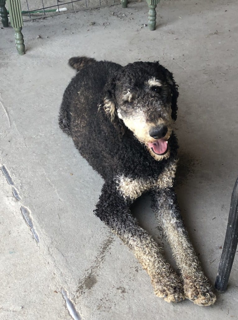 Hank, a Poodle (Standard) tested with EmbarkVet.com