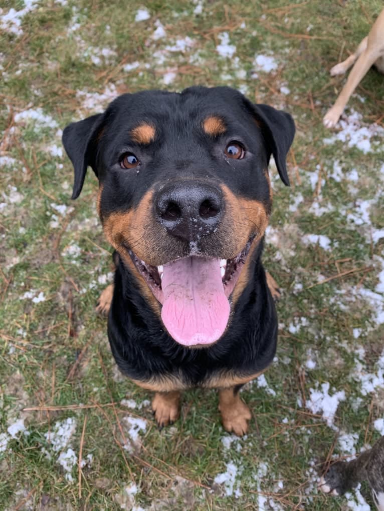 Daisy Mae, a Rottweiler tested with EmbarkVet.com