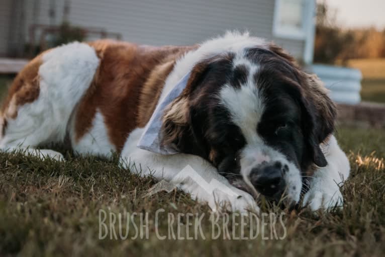 Sadie, a Saint Bernard tested with EmbarkVet.com