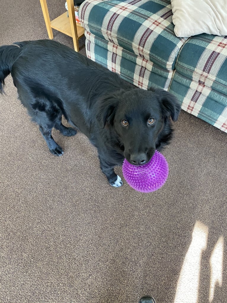 Care Bear Ross, a Labrador Retriever and Australian Cattle Dog mix tested with EmbarkVet.com