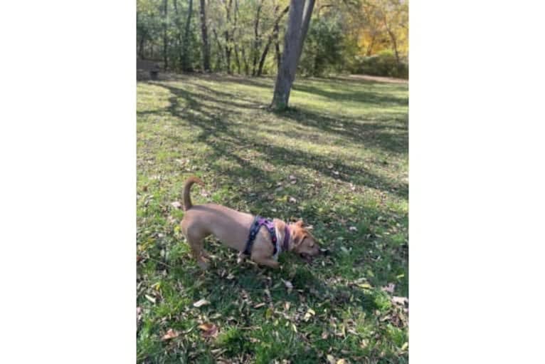 Tootsie, a Beagle and American Pit Bull Terrier mix tested with EmbarkVet.com