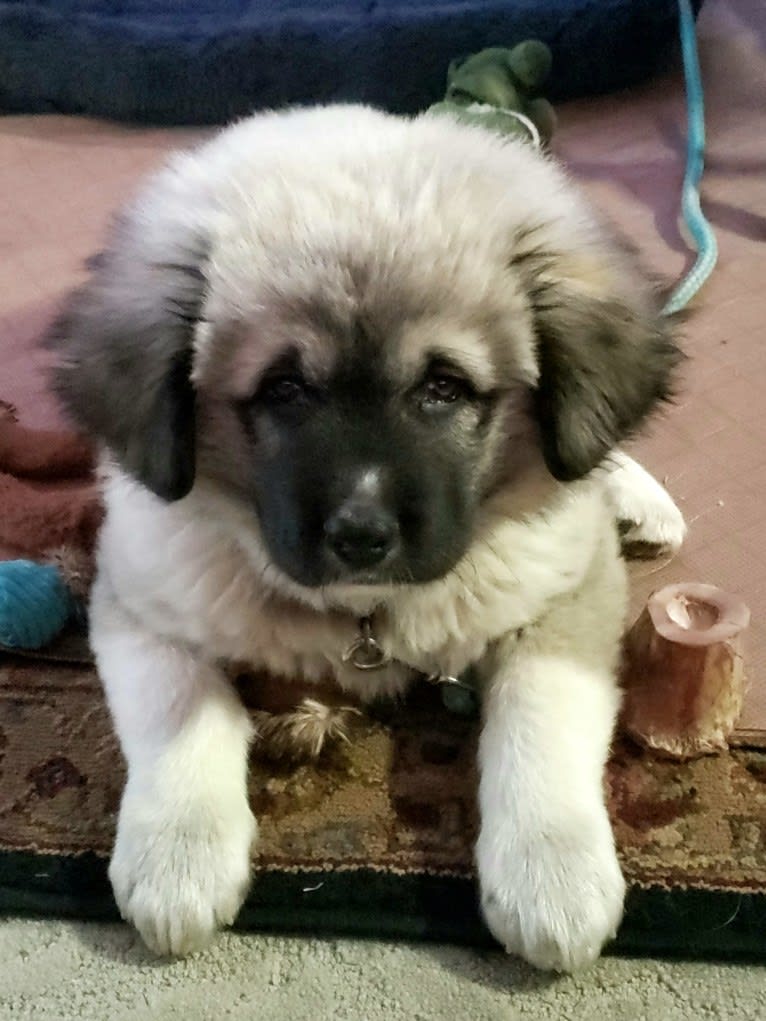 Vladimir, a Caucasian Ovcharka tested with EmbarkVet.com