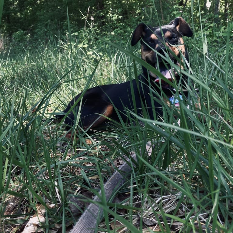 Lexi, a Boxer and Chihuahua mix tested with EmbarkVet.com