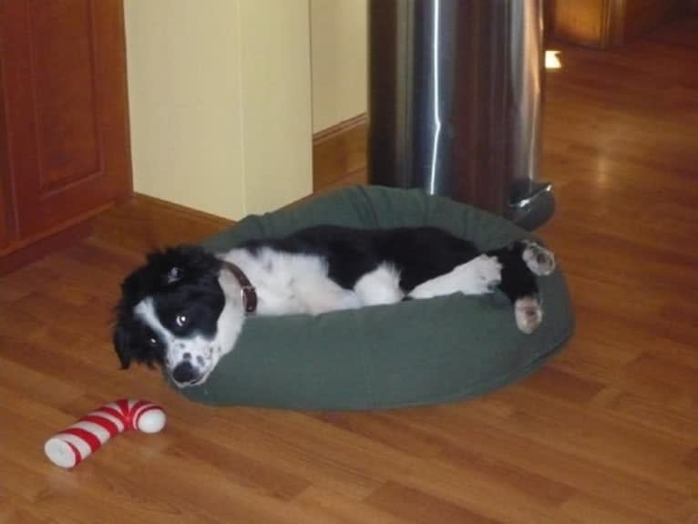 Apollo, a Border Collie and Australian Shepherd mix tested with EmbarkVet.com