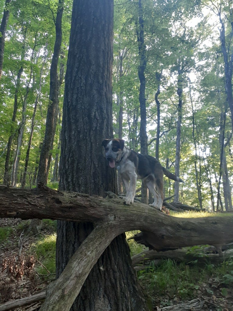 Nash, an Australian Shepherd and Labrador Retriever mix tested with EmbarkVet.com