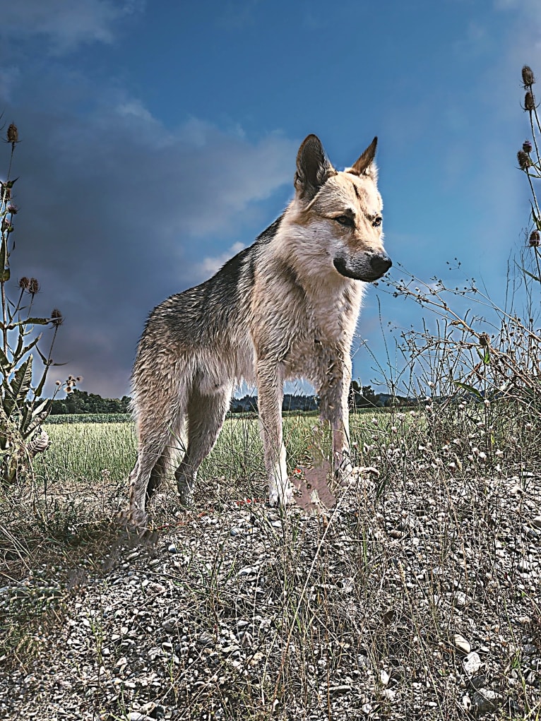 Freki a dog tested with EmbarkVet.com