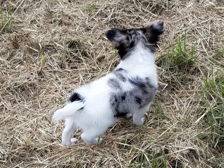 Thumbelina, a Chihuahua tested with EmbarkVet.com