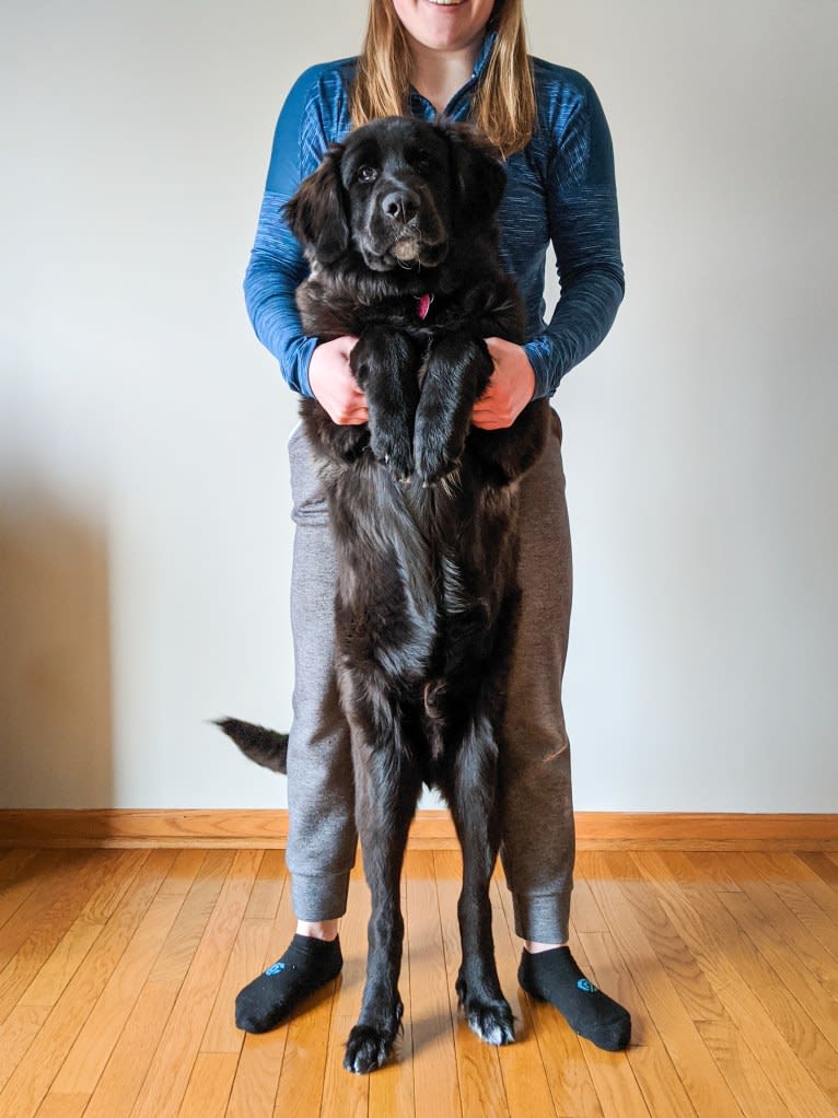 Conway, a Golden Retriever and Great Pyrenees mix tested with EmbarkVet.com