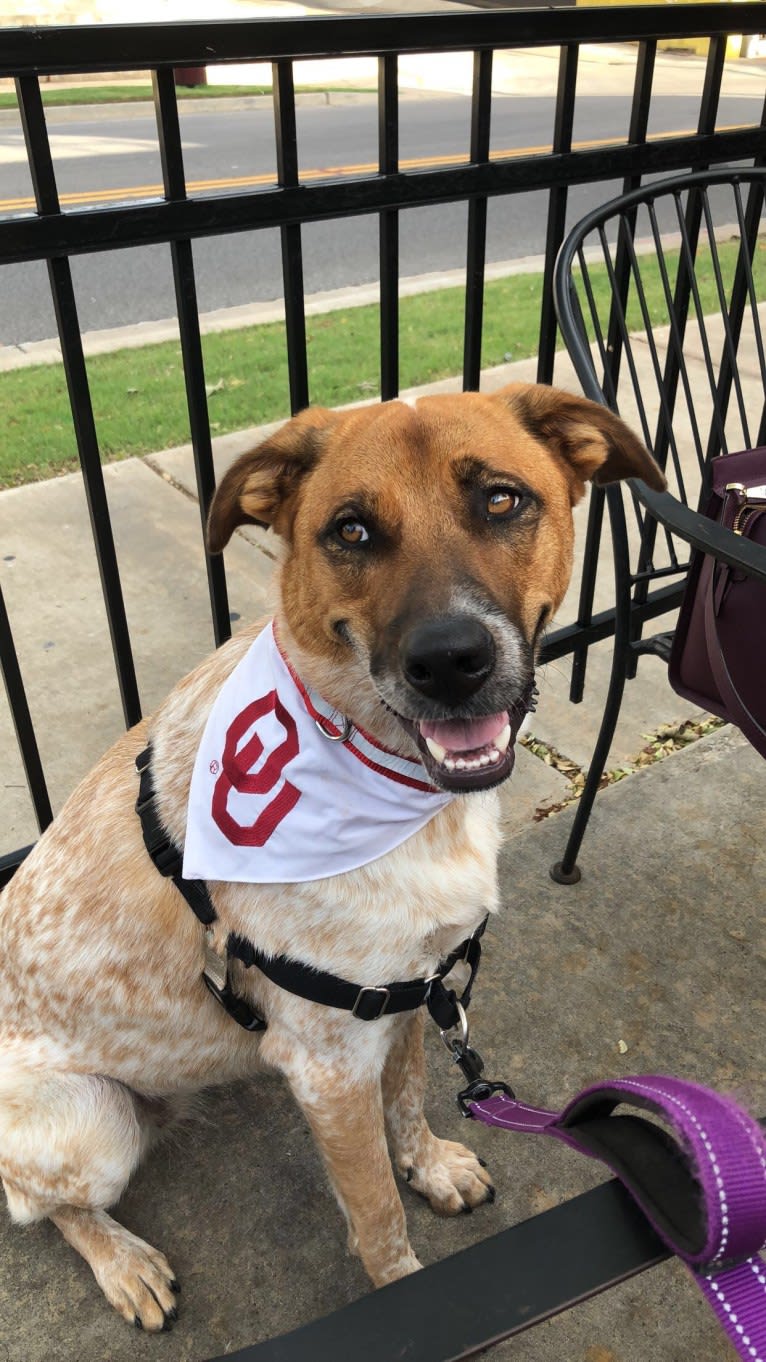Azle, a Great Pyrenees and Australian Cattle Dog mix tested with EmbarkVet.com