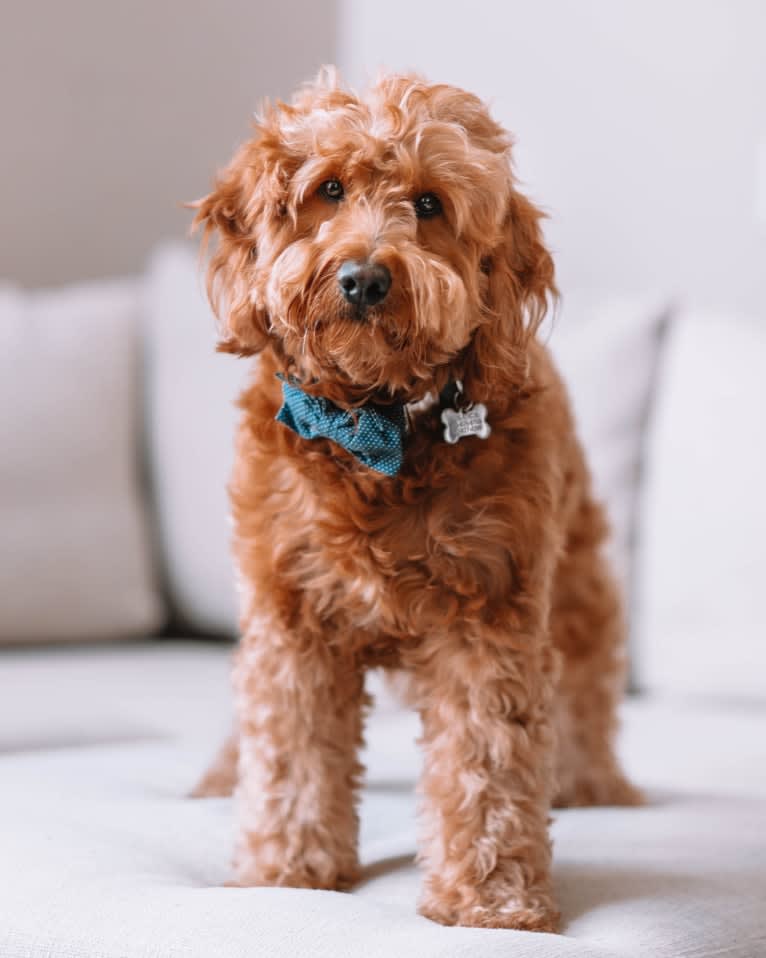 Kingsley, a Goldendoodle tested with EmbarkVet.com