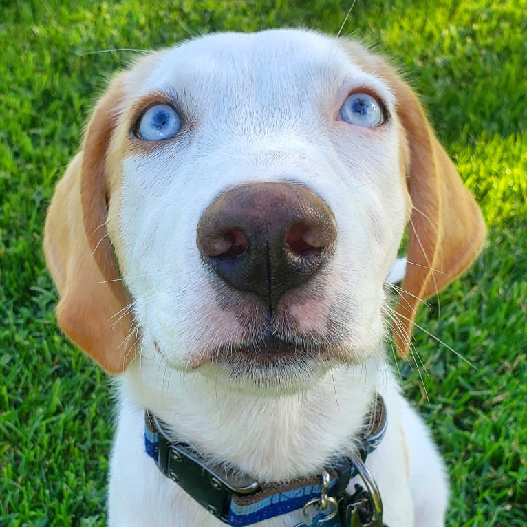 Arlo, an American Foxhound and German Shepherd Dog mix tested with EmbarkVet.com