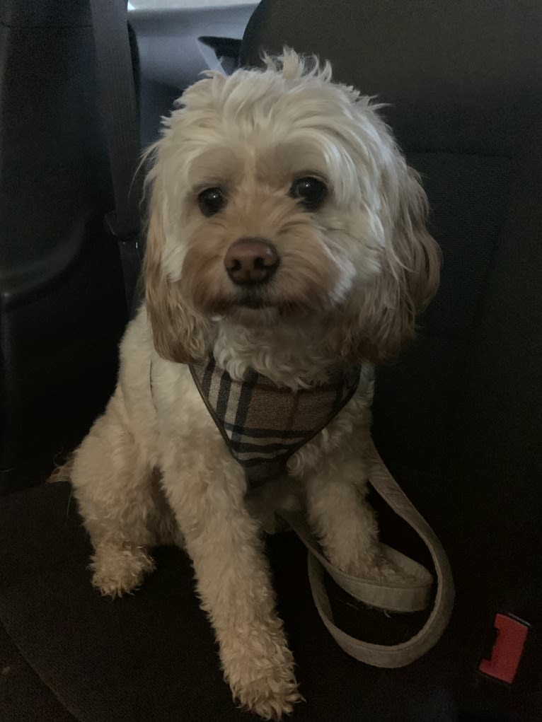 Lacey, a Cocker Spaniel and Poodle (Small) mix tested with EmbarkVet.com