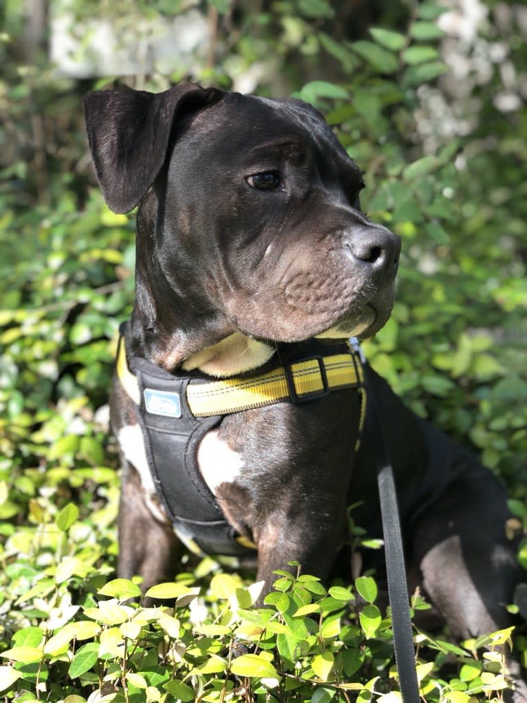 KOBA, an American Bully tested with EmbarkVet.com