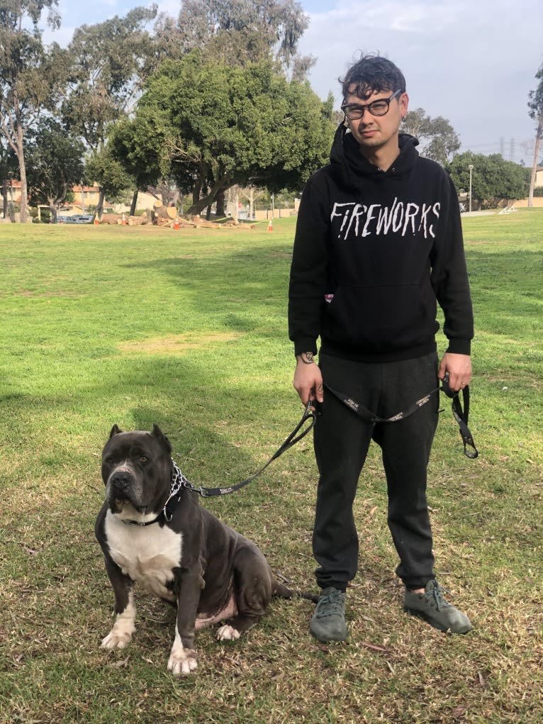 Otis, an American Pit Bull Terrier and Neapolitan Mastiff mix tested with EmbarkVet.com