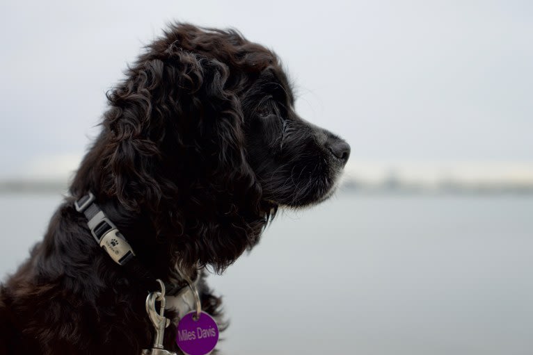 Miles Davis, a Cocker Spaniel tested with EmbarkVet.com