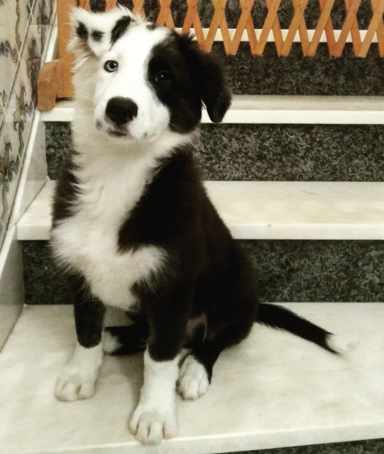 Apollo, a Border Collie and Australian Shepherd mix tested with EmbarkVet.com