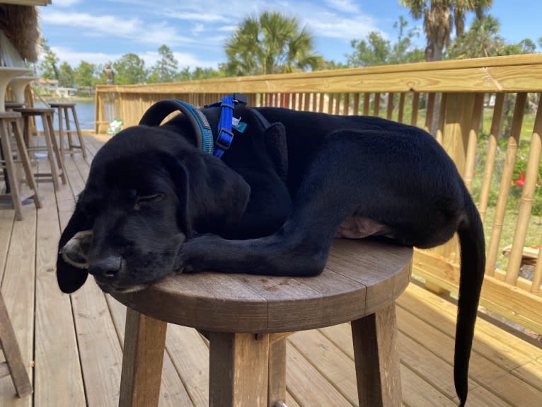 Huck, a German Shorthaired Pointer and Golden Retriever mix tested with EmbarkVet.com