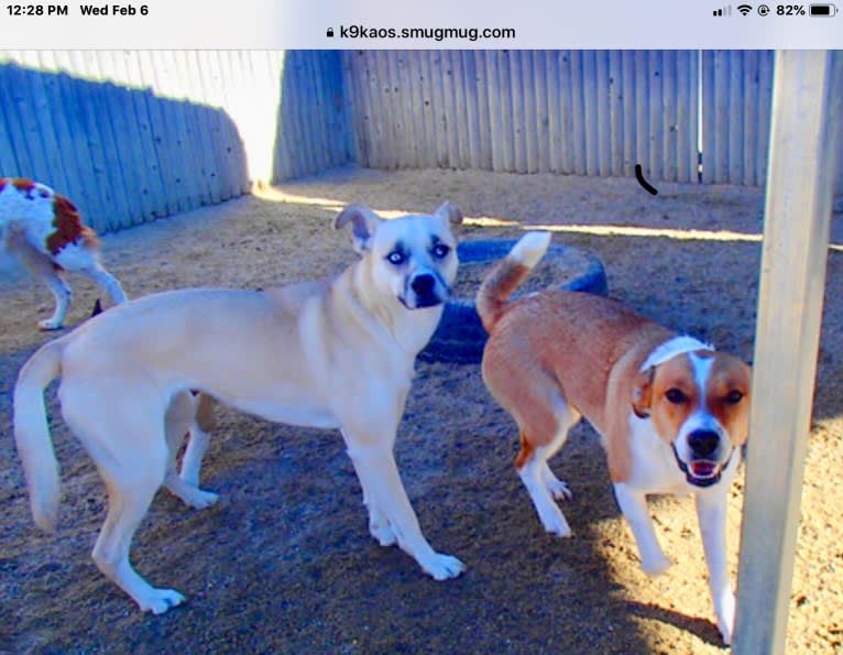 Mabel, an Australian Cattle Dog and Chow Chow mix tested with EmbarkVet.com