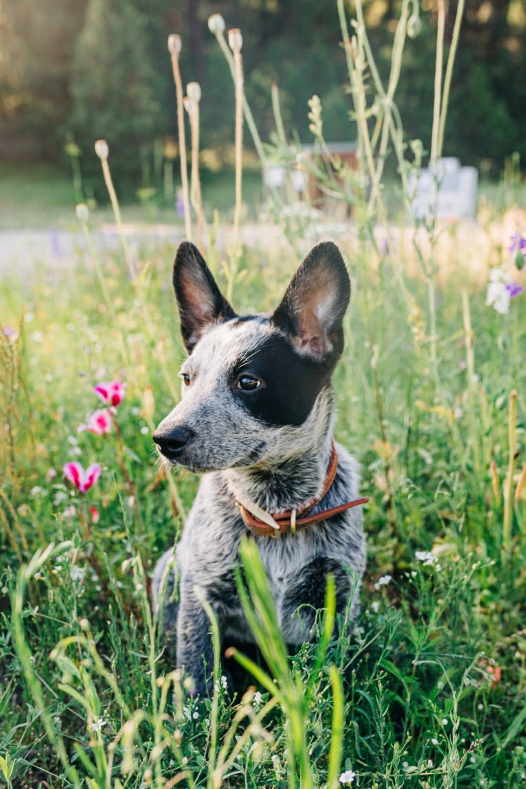 Ranger, an Australian Cattle Dog tested with EmbarkVet.com