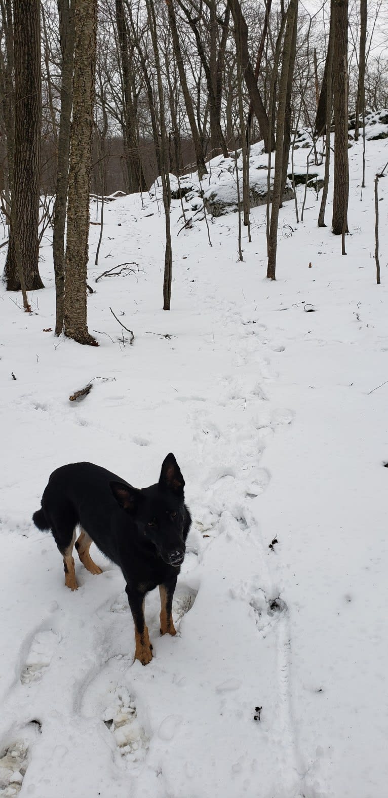 Carmen, a German Shepherd Dog tested with EmbarkVet.com