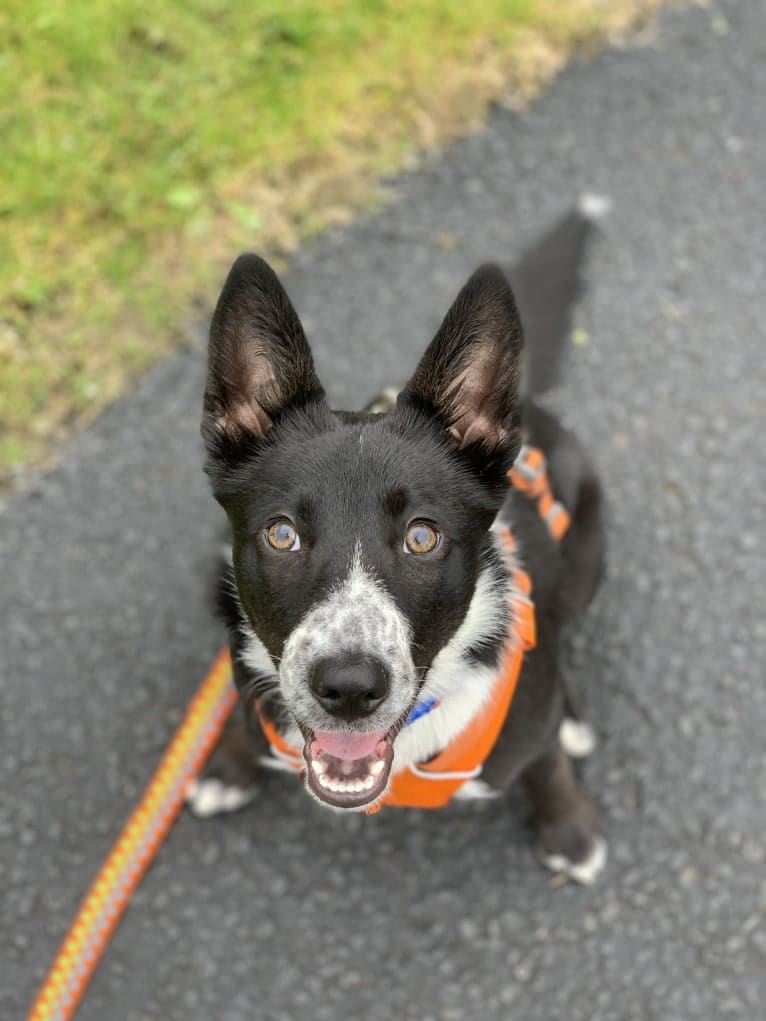 Rory, a McNab tested with EmbarkVet.com
