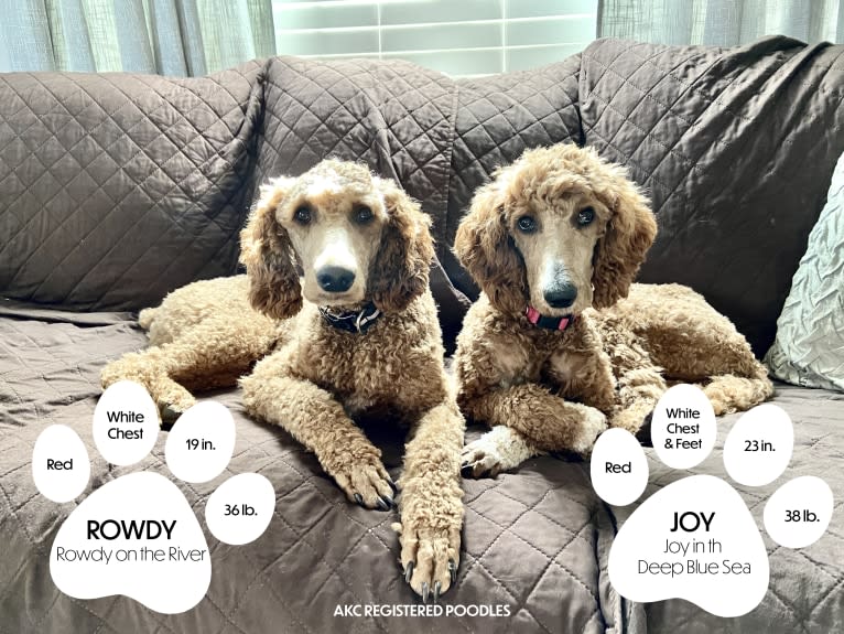 Rowdy, a Poodle (Standard) tested with EmbarkVet.com