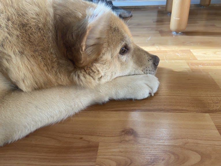 Jack, an Eastern European Village Dog tested with EmbarkVet.com