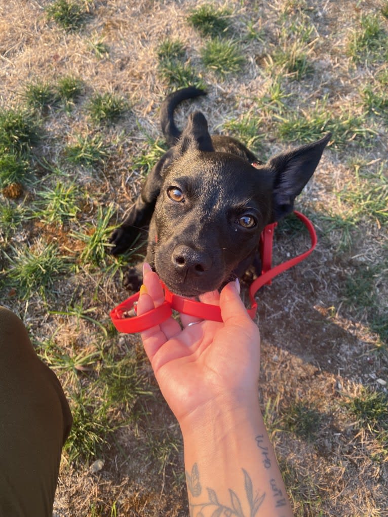 Doby, an Australian Cattle Dog and Miniature Pinscher mix tested with EmbarkVet.com