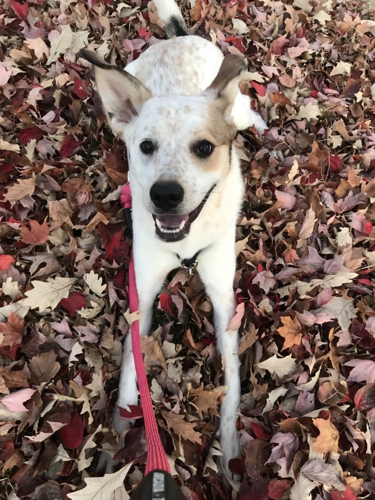 Millie, an Australian Cattle Dog and Great Pyrenees mix tested with EmbarkVet.com