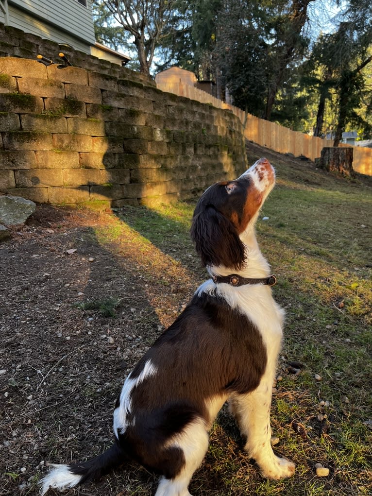 Gunner, an English Springer Spaniel tested with EmbarkVet.com