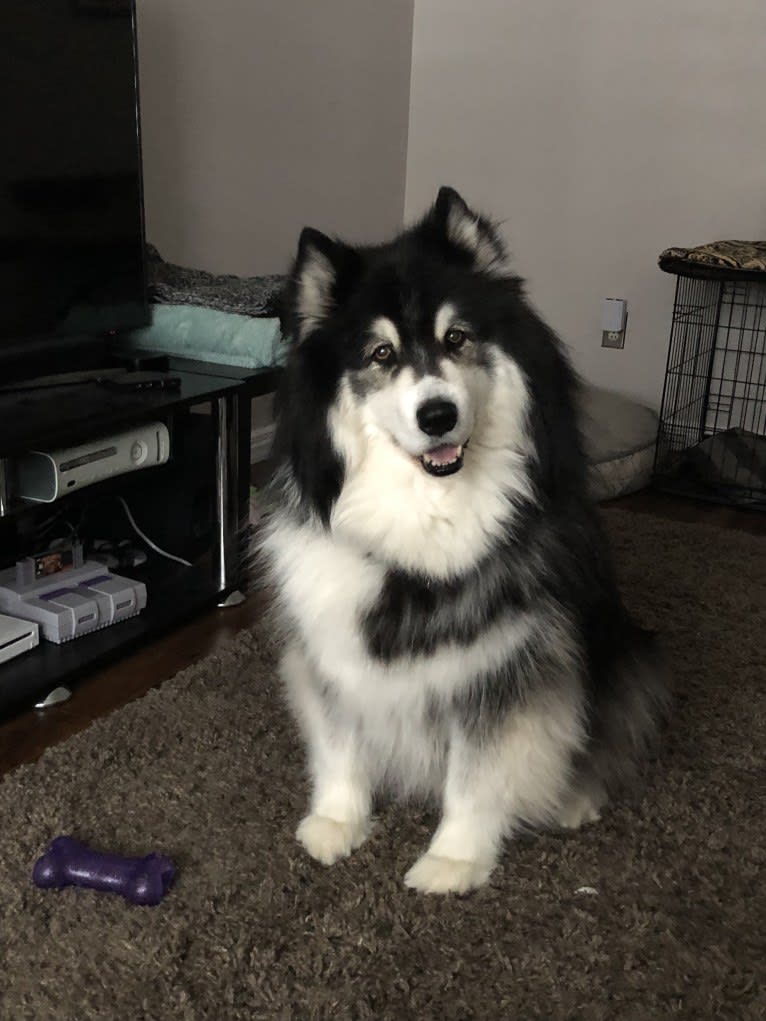 Nuvik, a Siberian Husky and Samoyed mix tested with EmbarkVet.com