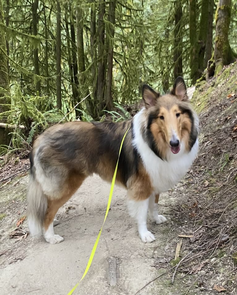 Memphis, a Collie tested with EmbarkVet.com